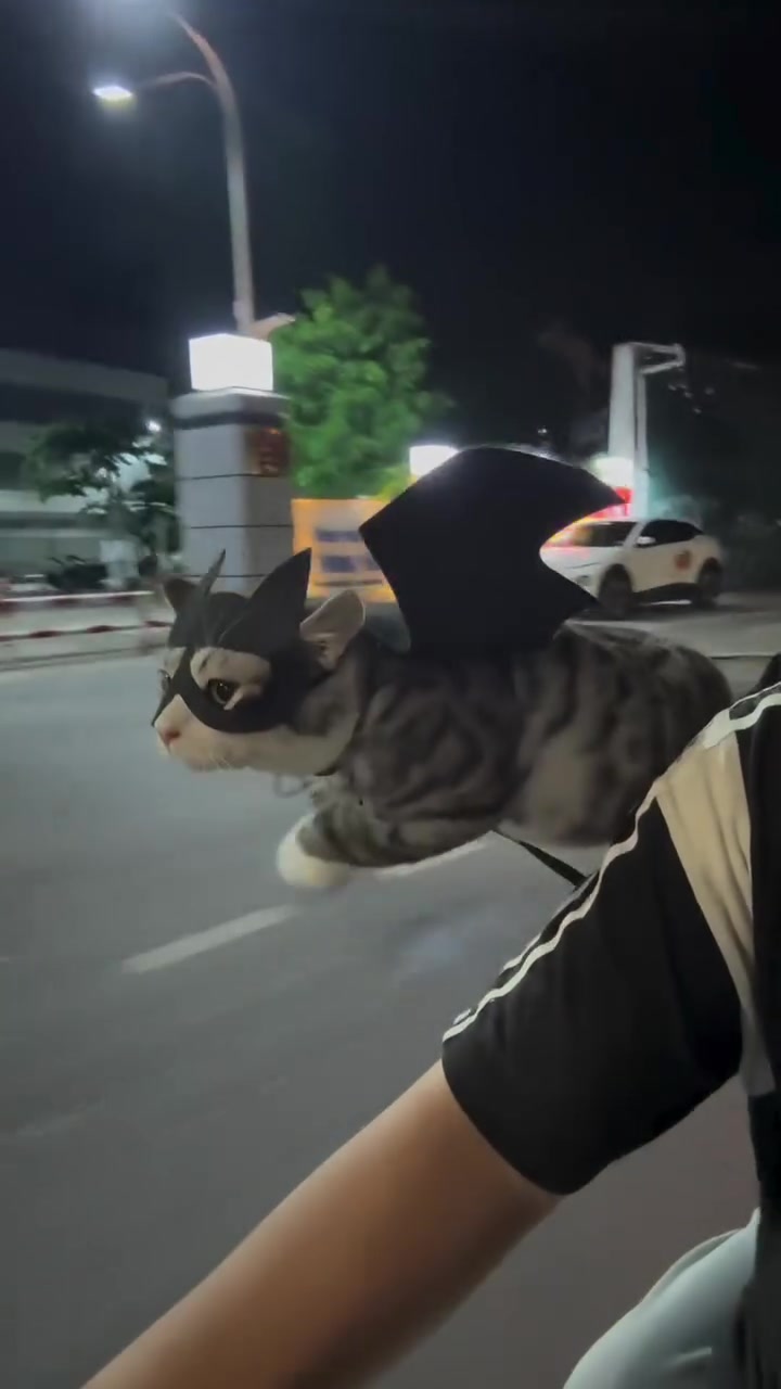 #catsoftiktok #kitten #kitty #cat #funny 