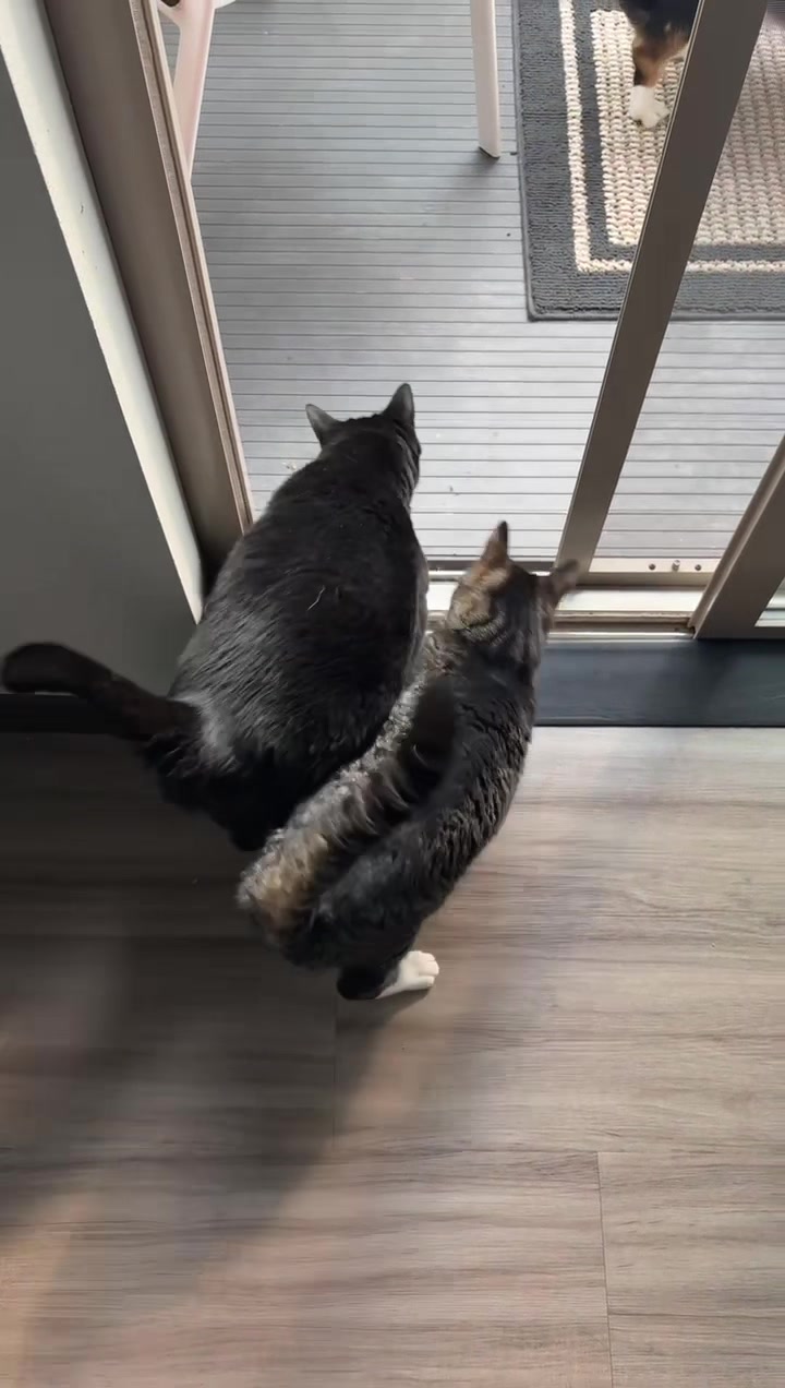 Poor Gus 😭 #funnycats #catsoftiktok #viralcats #catvideos #wobblycat 