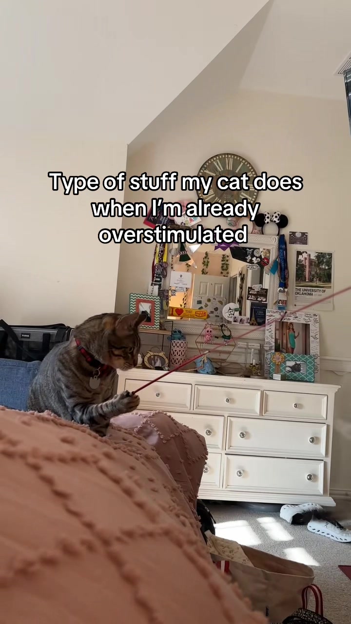 He is special. #funny #catsoftiktok 