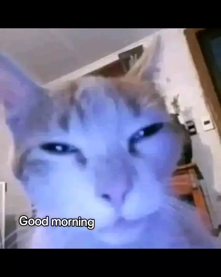 #cats #catmeme #catsoftiktok #fyp #xyzbca 