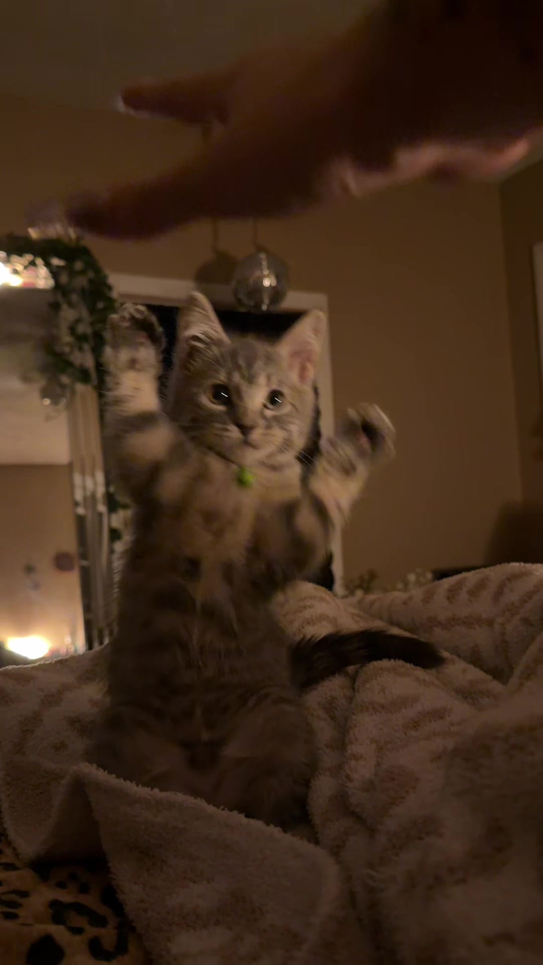 i just love cats #kitten #catsoftiktok 